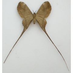 /filer/webapps/moths/media/images/B/barnsi_Eudaemonia_HT_NHMUKb.jpg