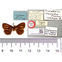 /filer/webapps/moths/media/images/E/eburnata_Prolatoia_HT_BMNH.jpg