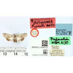 /filer/webapps/moths/media/images/H/hyatti_Belhania_HT_BMNH.jpg
