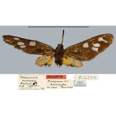 /filer/webapps/moths/media/images/P/peyrierasi_Thyrosticta_HT_MNHN.jpg