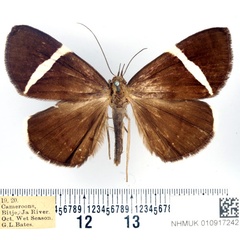 /filer/webapps/moths/media/images/V/vidua_Dichromia_AM_BMNH_02.jpg