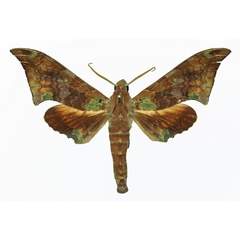 /filer/webapps/moths/media/images/E/enodia_Polyptychus_AM_Basquin_01a.jpg