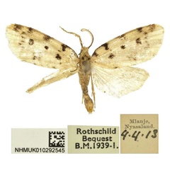 /filer/webapps/moths/media/images/N/nyasa_Siccia_HT_BMNH.jpg