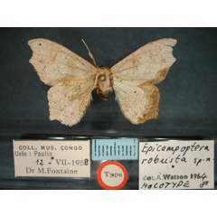 /filer/webapps/moths/media/images/R/robusta_Epicampoptera_HT_RMCA_01.jpg