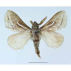 /filer/webapps/moths/media/images/D/donaldsoni_Sena_AM_Basquin_01.jpg