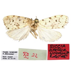 /filer/webapps/moths/media/images/A/arabica_Siccia_HT_BMNH.jpg