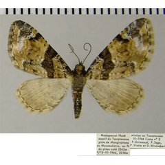 /filer/webapps/moths/media/images/P/personata_Eupithecia_AF_ZSM.jpg