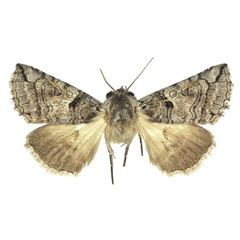 /filer/webapps/moths/media/images/D/designina_Marplena_HT_BMNH.jpg