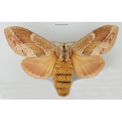 /filer/webapps/moths/media/images/C/capensis_Eutricha_AF_TMSA_02.jpg