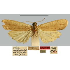 /filer/webapps/moths/media/images/P/pallidicosta_Lithosia_LT_MNHN.jpg