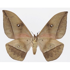 /filer/webapps/moths/media/images/S/sorangei_Lobobunaea_AF_Basquinb.jpg
