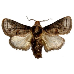 /filer/webapps/moths/media/images/T/tanzaniae_Afroarabiella_HT_HNHM.jpg