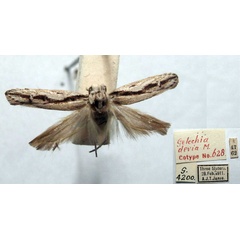 /filer/webapps/moths/media/images/D/devia_Gelechia_PLT_TMSA.jpg