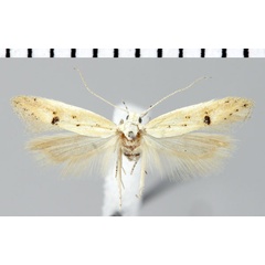 /filer/webapps/moths/media/images/D/dorsimaculata_Athrips_HT_ZMHB.jpg
