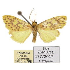 /filer/webapps/moths/media/images/T/tanzaniae_Afrasura_HT_ZSM.jpg