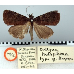 /filer/webapps/moths/media/images/H/holophaea_Callyna_HT_BMNH.jpg