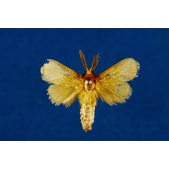 /filer/webapps/moths/media/images/A/abercornensis_Mountelgonia_HT_Lehmann.jpg