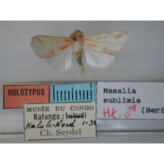 /filer/webapps/moths/media/images/S/sublimis_Masalia_HT_RMCA.jpg