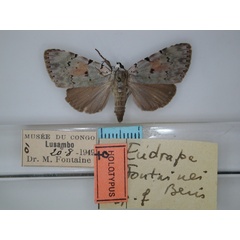 /filer/webapps/moths/media/images/F/fontainei_Eudrapa_HT_RMCA_01.jpg