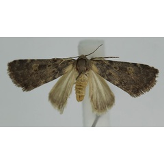 /filer/webapps/moths/media/images/P/phaulopsis_Dysmilichia_A_Monks.jpg