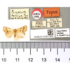 /filer/webapps/moths/media/images/T/tamsi_Paryphanta_HT_BMNH.jpg