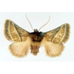 /filer/webapps/moths/media/images/A/albilineata_Unithosea_AM_TMSA_01.jpg