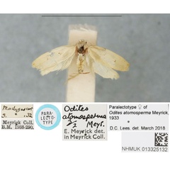 /filer/webapps/moths/media/images/A/atomosperma_Odites_PLT_BMNH.jpg