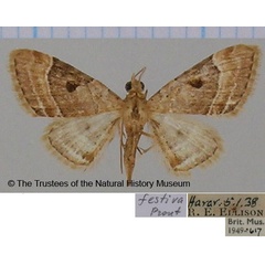 /filer/webapps/moths/media/images/F/festiva_Eupithecia_AF_BMNH.jpg