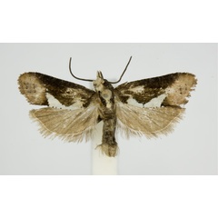 /filer/webapps/moths/media/images/S/skulei_Multiquaestia_PT_KSund_01.jpg