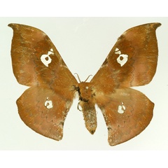 /filer/webapps/moths/media/images/N/neoprox_Orthogonioptilum_AF_Basquin.jpg