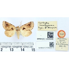 /filer/webapps/moths/media/images/R/remigiana_Cortyta_HT_BMNH.jpg