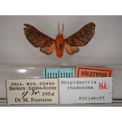 /filer/webapps/moths/media/images/R/rhodosoma_Rhipidarctia_HT_RMCA_01.jpg