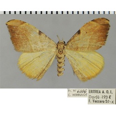 /filer/webapps/moths/media/images/B/bifida_Platypepla_AM_ZSM.jpg