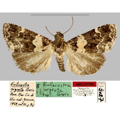 /filer/webapps/moths/media/images/N/nigrata_Eulocastra_HT_MNHN.jpg