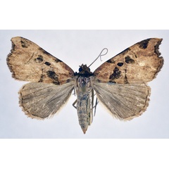 /filer/webapps/moths/media/images/A/amaniensis_Marcipa_A_NHMO.jpg