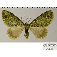/filer/webapps/moths/media/images/C/cognata_Piercia_AF_ZSM.jpg