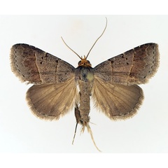 /filer/webapps/moths/media/images/M/melalepis_Plecoptera_AM_TMSA_01.jpg