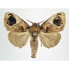/filer/webapps/moths/media/images/O/ophthalmodes_Dasychira_AF_NHMO.jpg