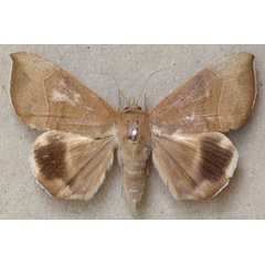 /filer/webapps/moths/media/images/T/trapezoides_Achaea_A_Butler.jpg