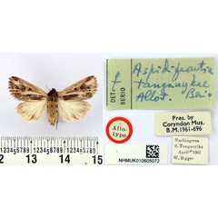 /filer/webapps/moths/media/images/T/tanganykae_Aspidifrontia_AT_BMNH.jpg