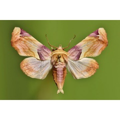 /filer/webapps/moths/media/images/O/operatrix_Colpocheilopteryx_A_Butler.jpg