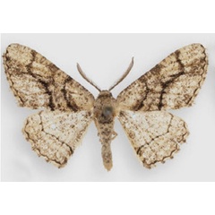 /filer/webapps/moths/media/images/T/tyttha_Aphilopota_AM_BMNH.jpg