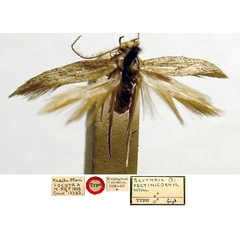 /filer/webapps/moths/media/images/P/pectinicornis_Scythris_HT_BMNH_URYbY0t.jpg