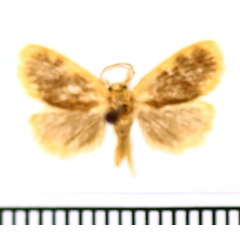 /filer/webapps/moths/media/images/I/iracunda_Macroplectra_AM_BMNH.jpg