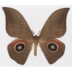 /filer/webapps/moths/media/images/A/ansorgei_Lobobunaea_AM_Basquina.jpg