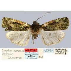 /filer/webapps/moths/media/images/G/girmai_Lophotarsia_AT_MNHN.jpg
