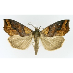 /filer/webapps/moths/media/images/N/natalensis_Plusiodonta_AF_TMSA_01.jpg