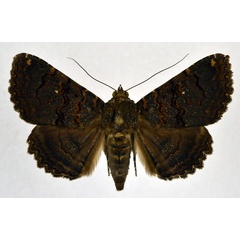 /filer/webapps/moths/media/images/G/globulipes_Lophotavia_AF_NHMO.jpg