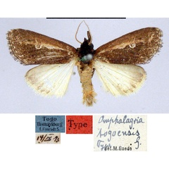 /filer/webapps/moths/media/images/T/togoensis_Omphalagria_HT_MfN.jpg