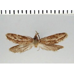 /filer/webapps/moths/media/images/Z/zimbabwiensis_Prototheora_HT_TMSA.jpg